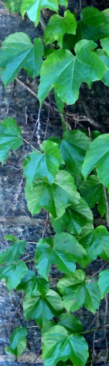 leaves